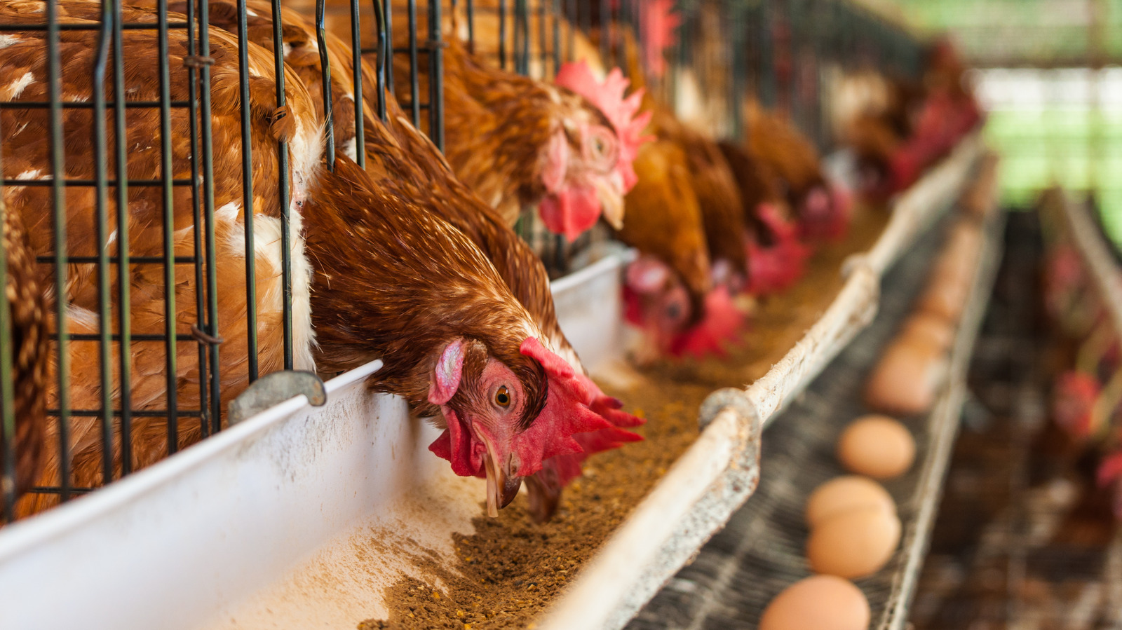 Dollar General reverses course on cage-free eggs