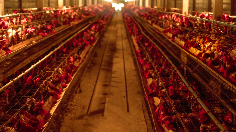 hens in battery cages