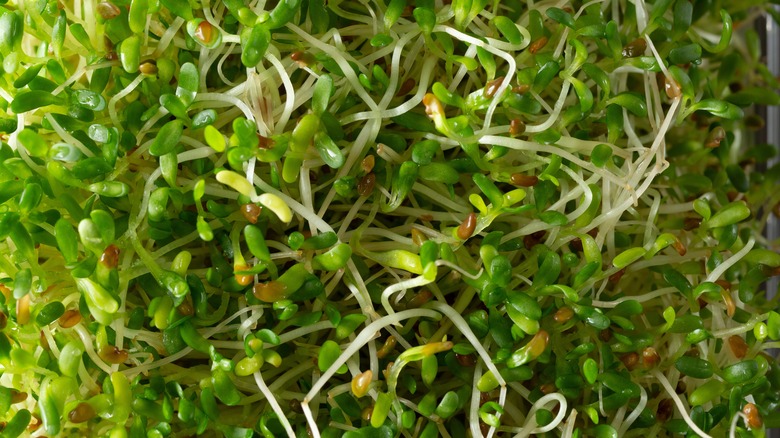 close up of alfalfa sprouts