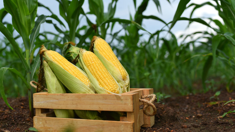 Ears of corn in basket