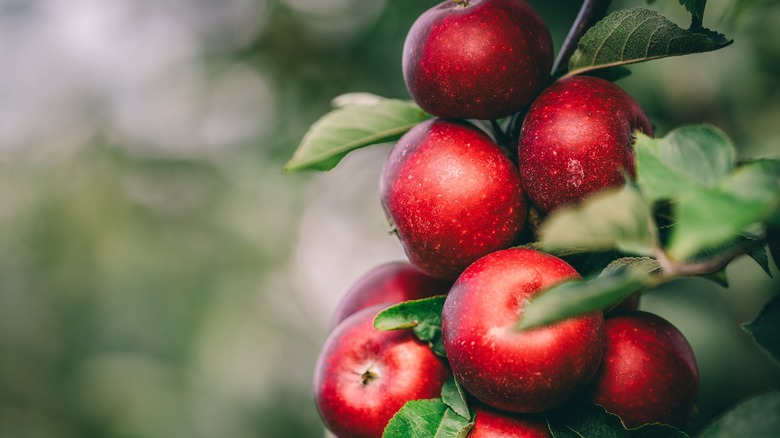 apples on a tree