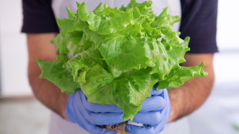 Someone holding a head of lettuce