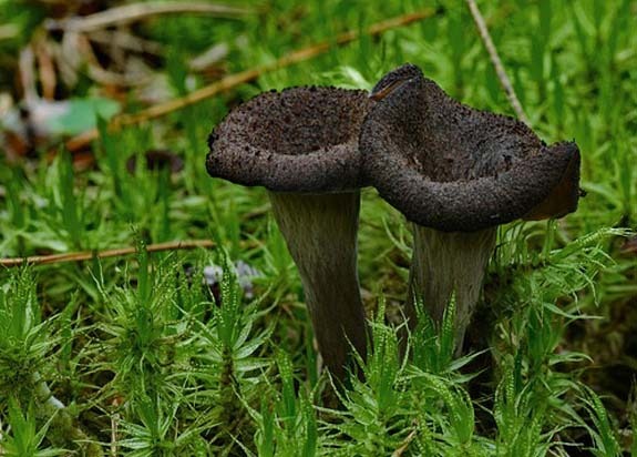 Black Trumpet mushrooms