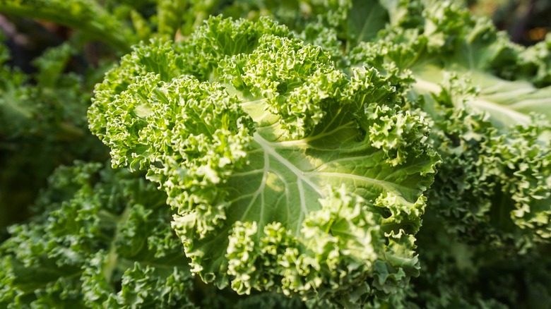 Fresh big leaf kale