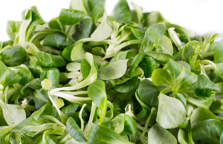 Watercress