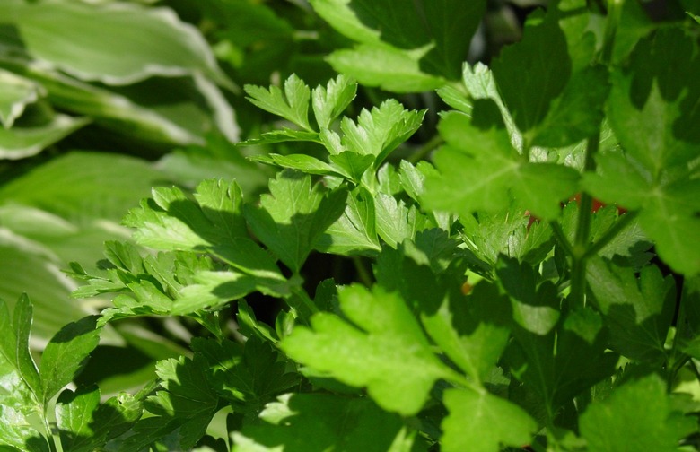 Parsley