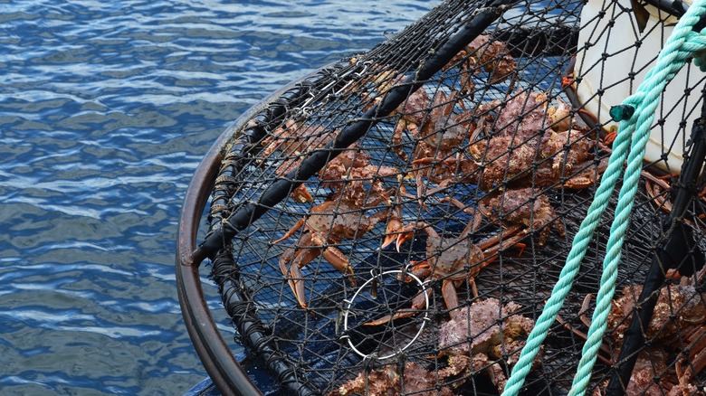 Crabs caught in a trap