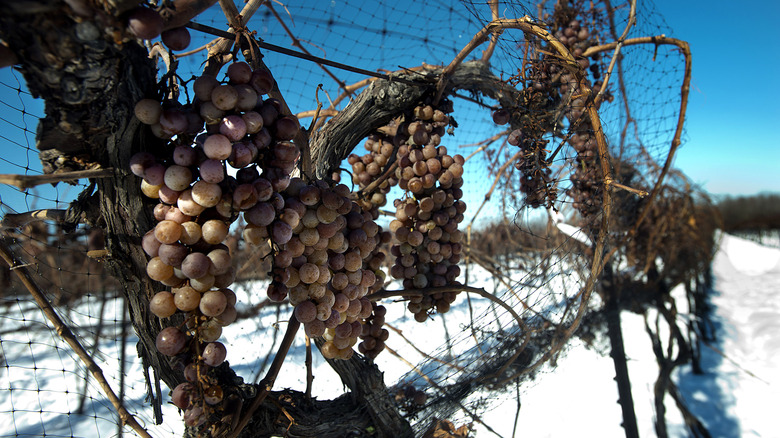 Frozen ice wine grapes on the vine