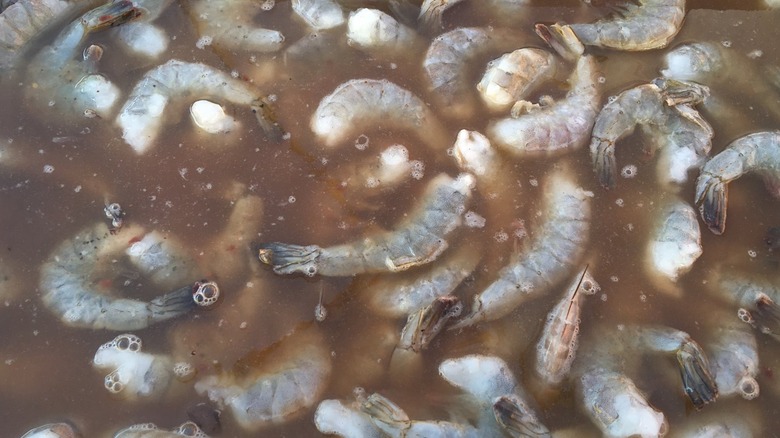 Uncooked shrimp in a brine