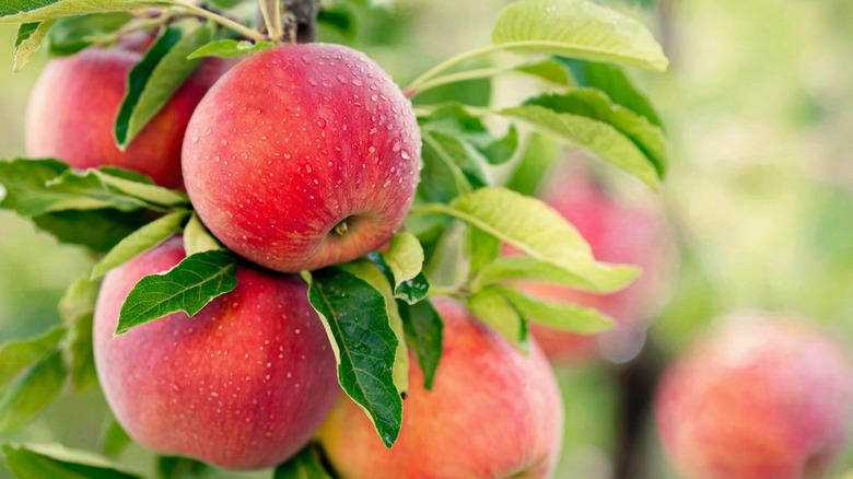 pink lady apples on a tree.