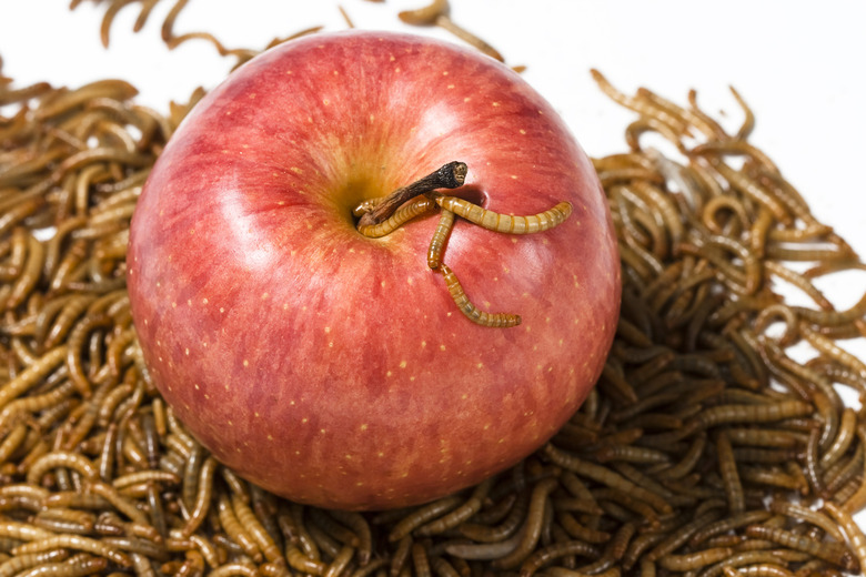 33. Mealworm-Covered Caramel Apples, Arizona