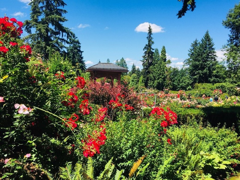 #53 International Rose Test Garden (Portland, Oregon)