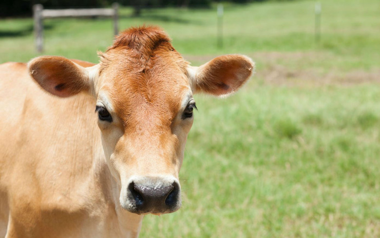 Jersey Cow