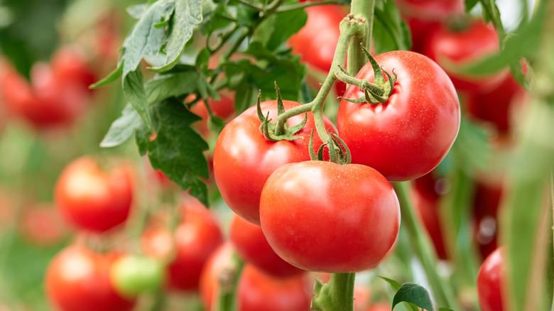 Vine ripe tomatoes