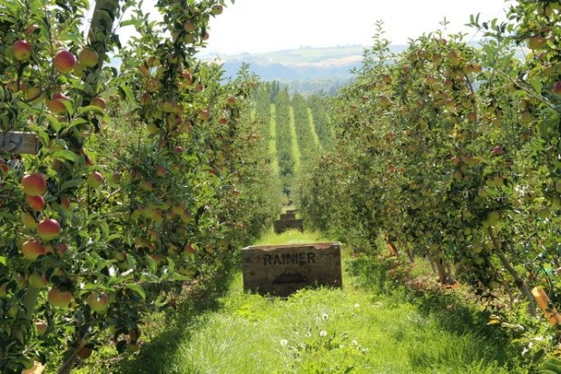 Apple Trees