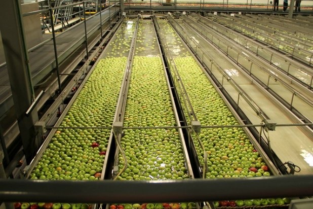 Apple Sorting