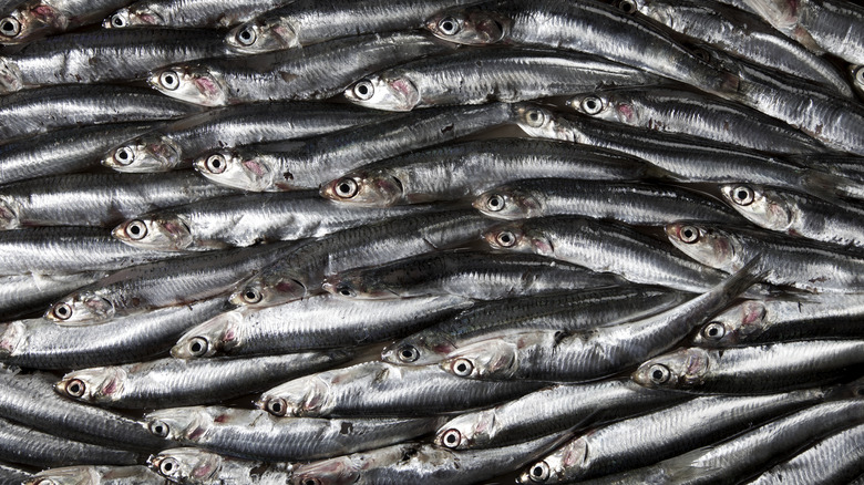 a lot of anchovies