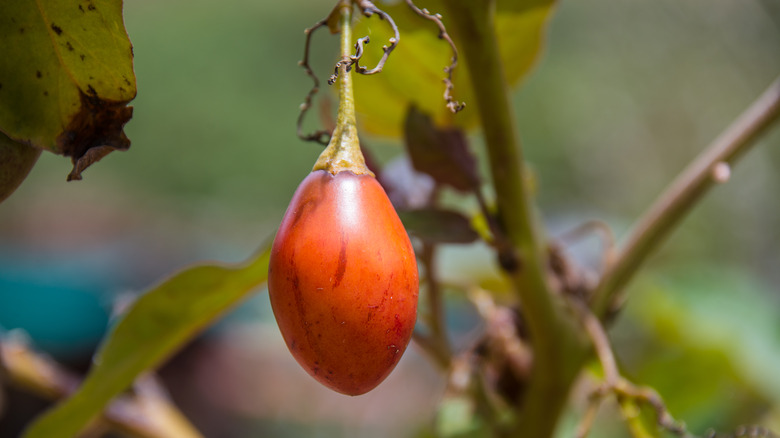 Ancient Tomatoes Are Shaking Up Everything We Knew About The Fruit