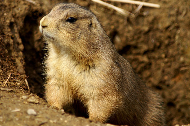 Roasted Prairie Dogs with Cedar