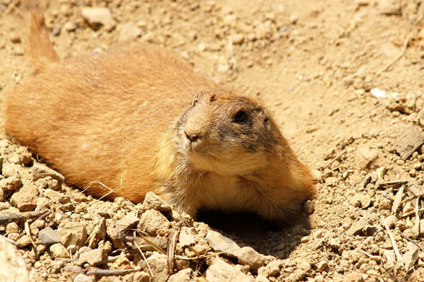 Prairie Rats