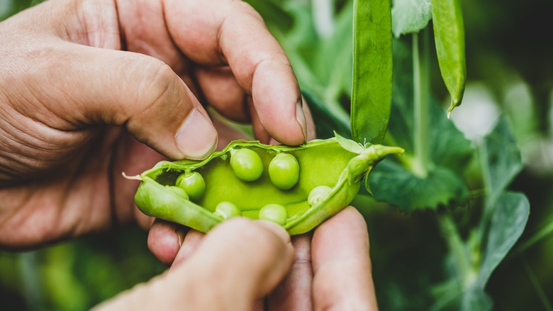 Man splitting sugar snap pea