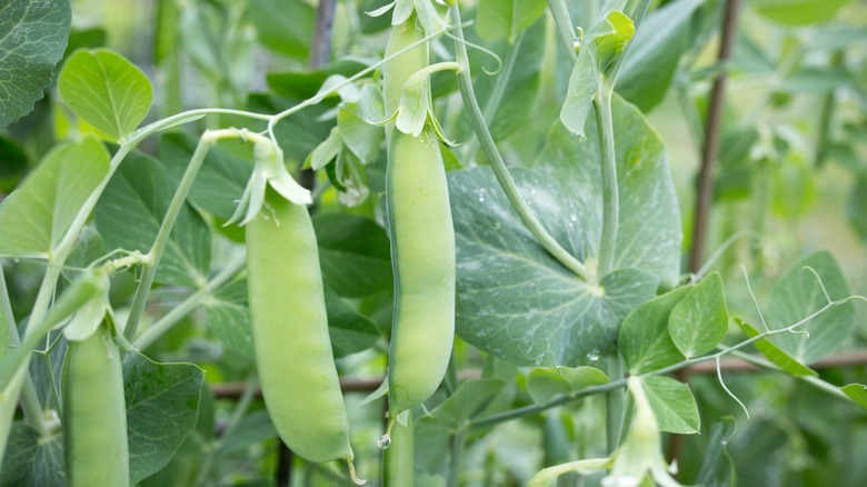 Sugar snap peas on plant