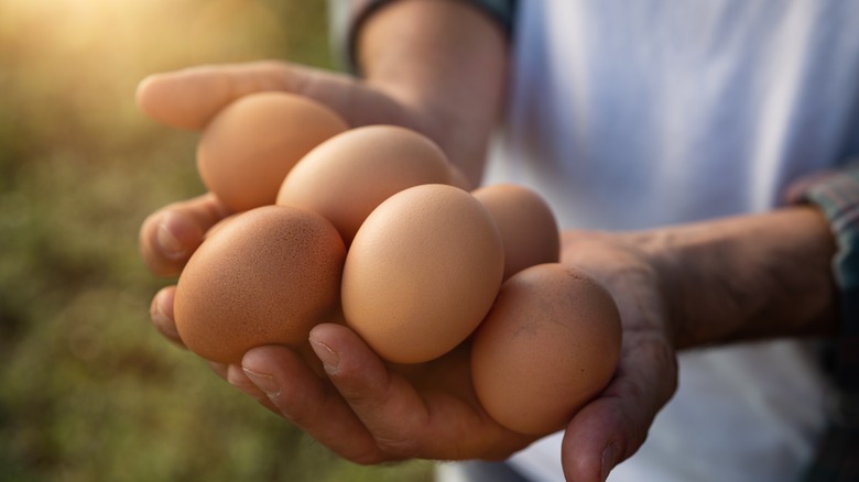 egg farmer with brown eggs in hands