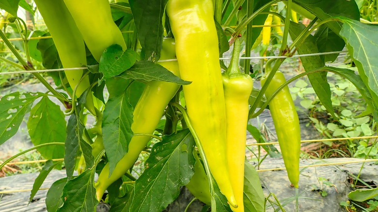 green peppers on a plant