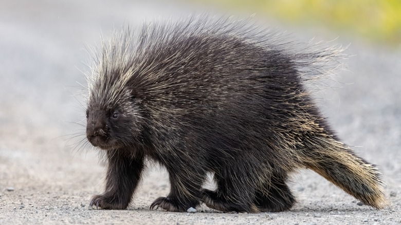 A wild porcupine on a road