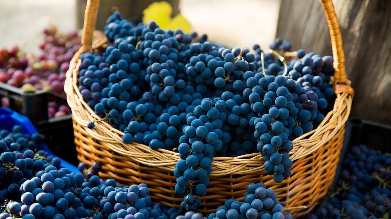 Pinot noir grapes