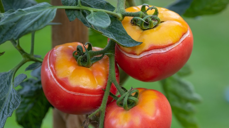 Split tomatoes on the vine