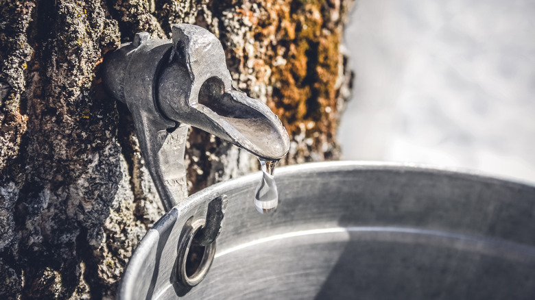 Closeup of a maple tree tap dripping watery sap into a barrel