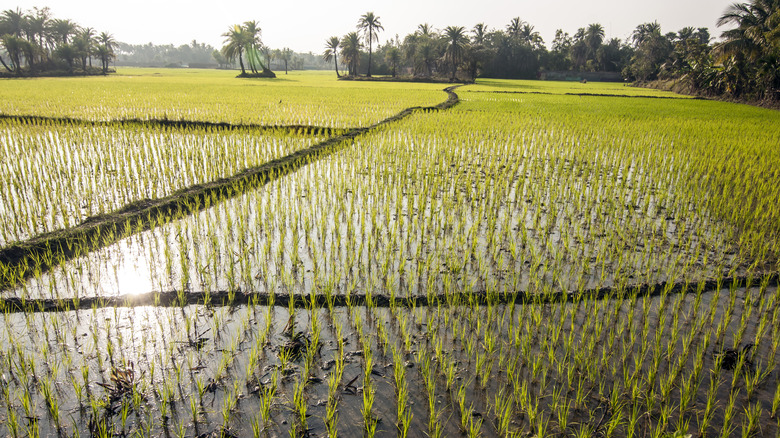 Rice paddy field