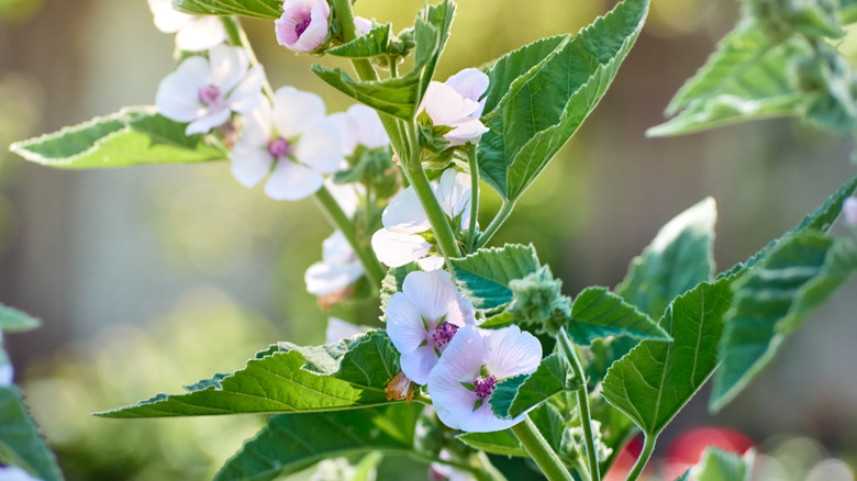 marsh mallow plant and flower