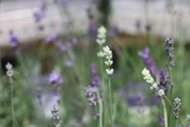 Oregon Lavender Farms