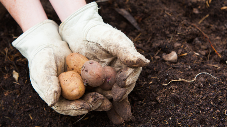 gardener planting potatoes in field