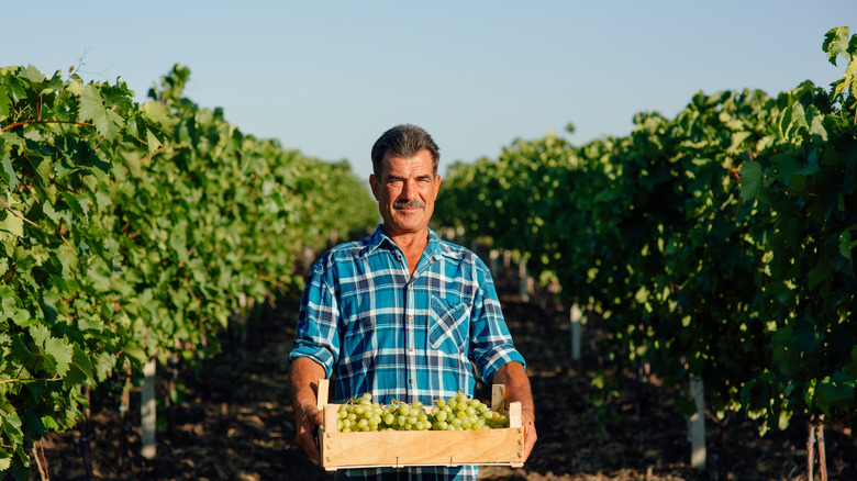 farmer carrying grapes in vineyard