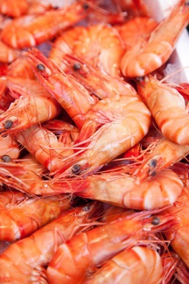 Shrimp