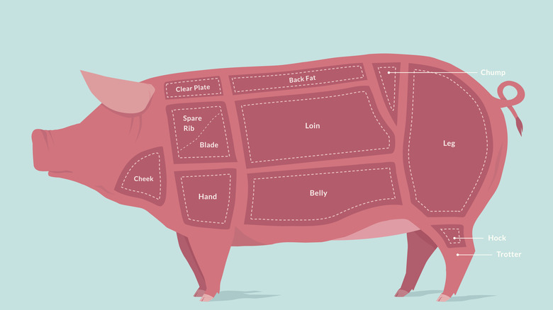 Bacon Anatomy