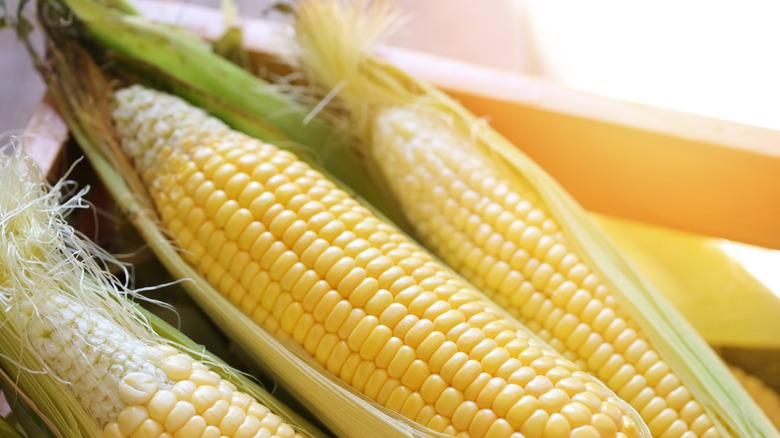 close up yellow corn on the cob