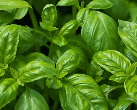 Basil