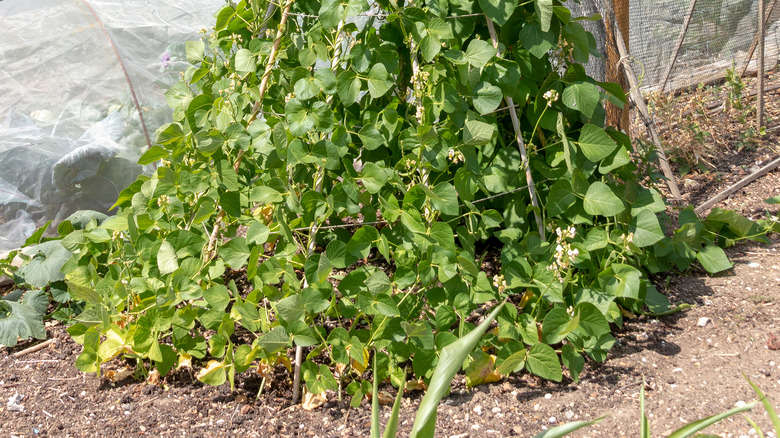 Bavi plant growing in field