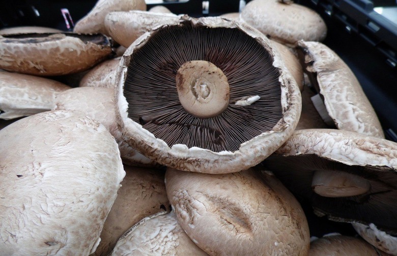 Portabella Mushrooms