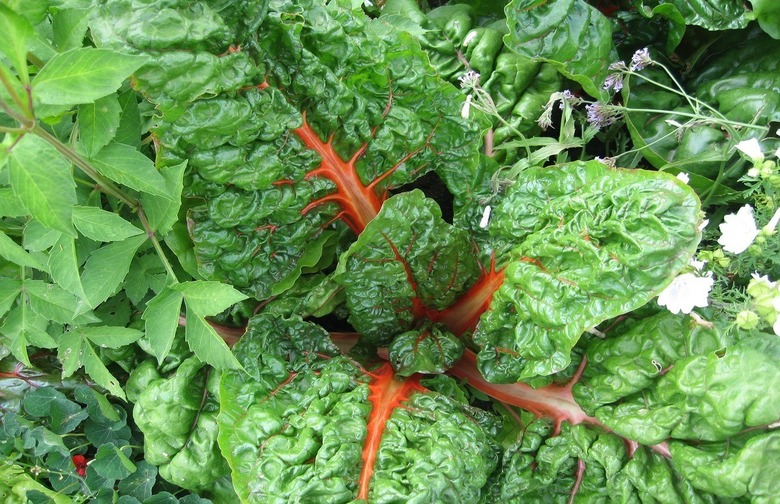 Swiss Chard