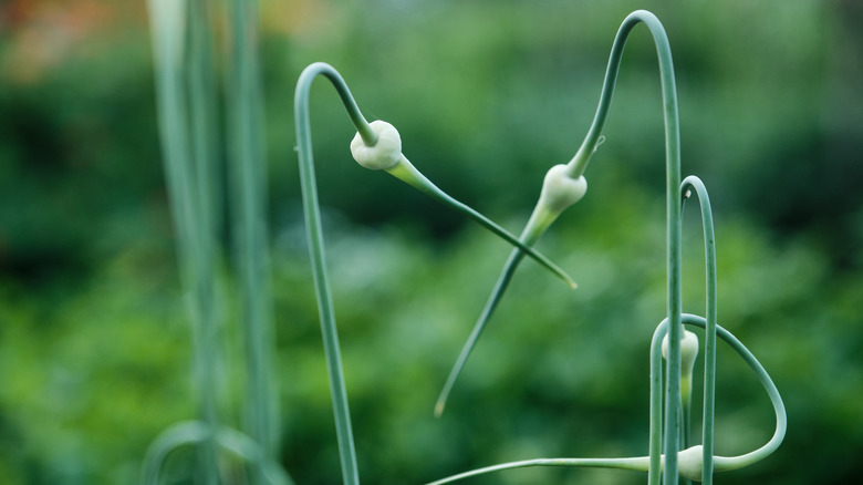 Garlic scape growing