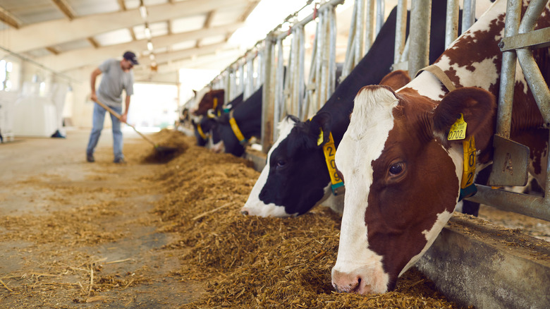 Cows eating in a barn.