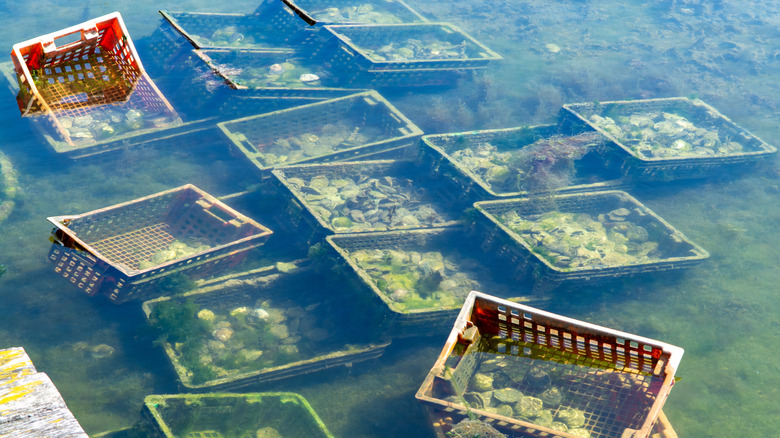 crates of oysters in ocean