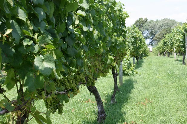 12. Grapevines