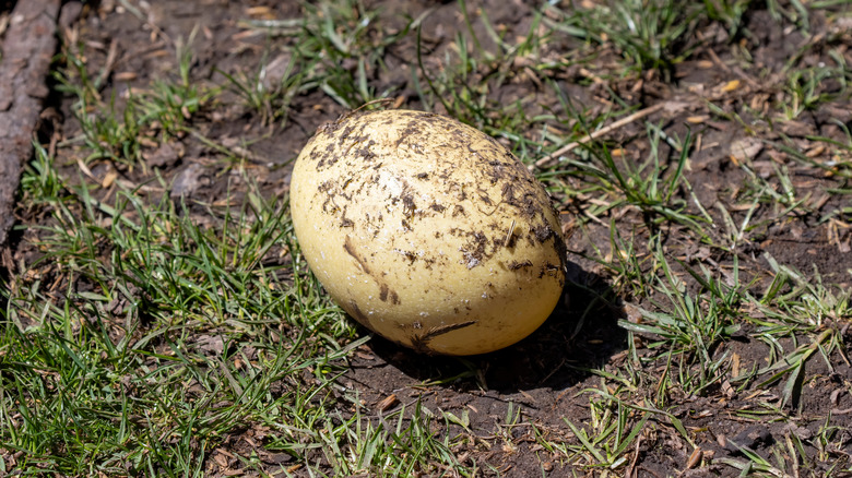 a rhea egg lying on the ground