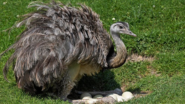 a rhea bird guarding its nest